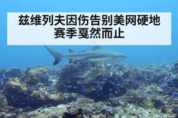 兹维列夫因伤告别美网硬地赛季戛然而止